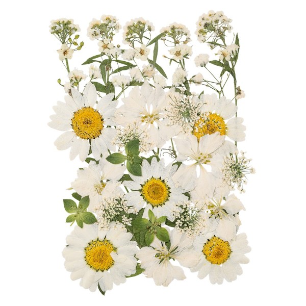 Blumen, getrocknet & gepresst, verschiedene filigrane Blumen in Weiß