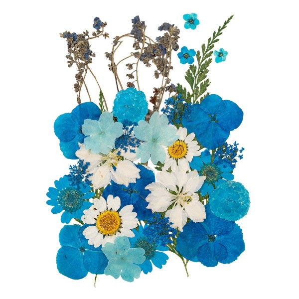 Blumen, getrocknet & gepresst, verschiedene filigrane Blumen in Blau