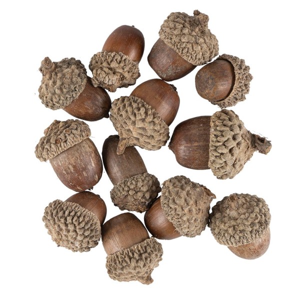 Deko-Eicheln, Ø1,5cm bis Ø2,3cm, 2,3cm bis 3,2cm lang, 12 Stück